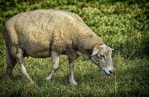 Fattoria