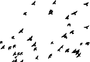 Piccioni