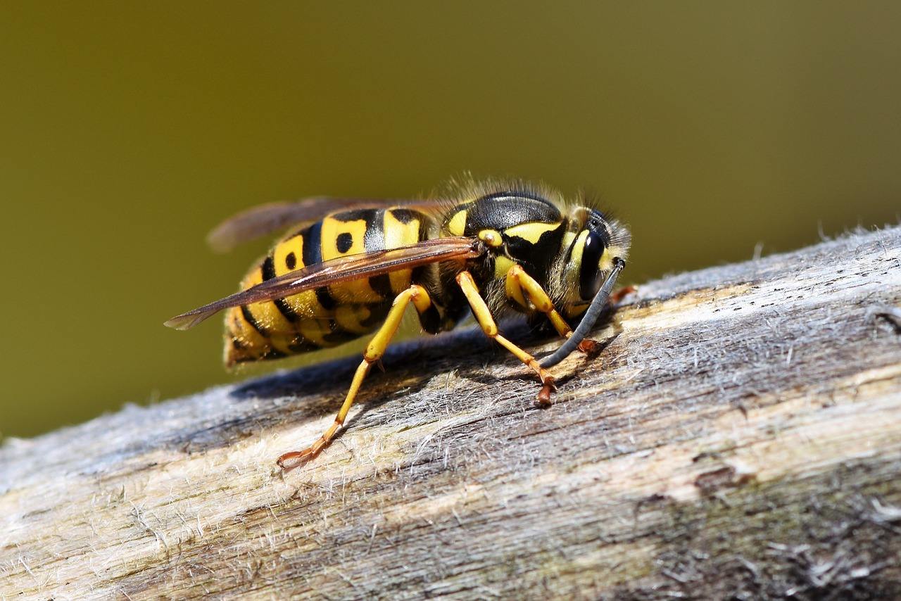 Quattro semplici suggerimenti per liberarsi dalle vespe